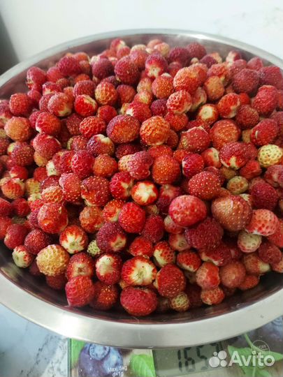 Клубника луговая