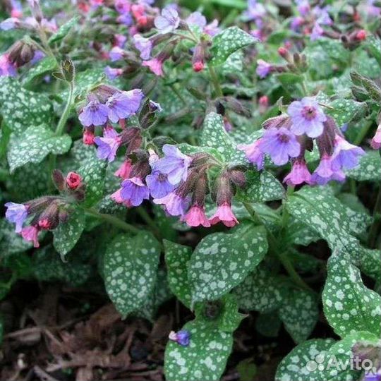 Медуница, астра