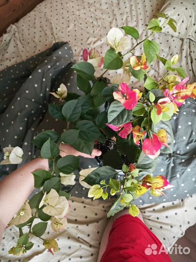 Бугенвиллея Snowcap Multi