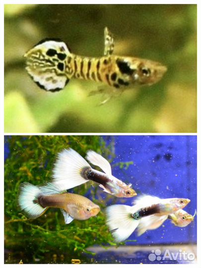 Гуппи Канада, моллинезии, живой корм, растения