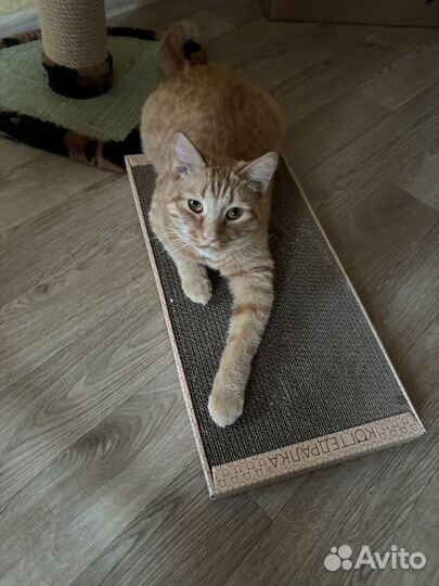 Котик в дар