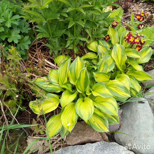 Хосты сортовые