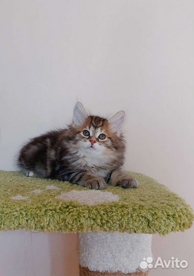 Курильский бобтейл. Котята