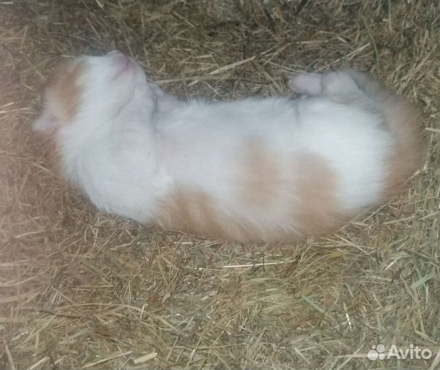 Маленькие котятки ищут будущий дом