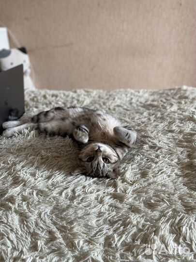 Шотландский кот на вязку