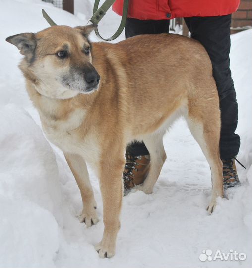 Пёс - красавец в добрые руки