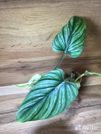 Philodendron plowmani