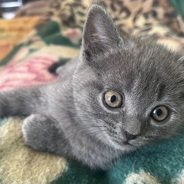 Шотландский прямоухий длинношёрстный котёнок