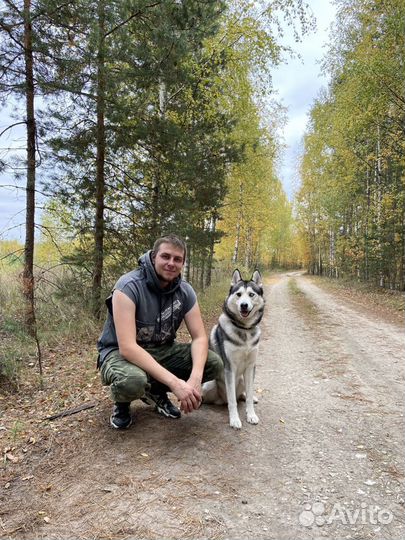 Вязка хаски