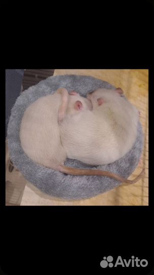 Отдам в добрые руки крыс