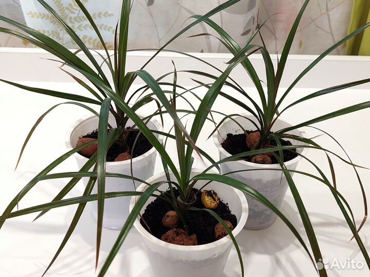 Драцена (Драконово дерево)