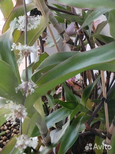 Душистая каллизия(золотой ус в народе)