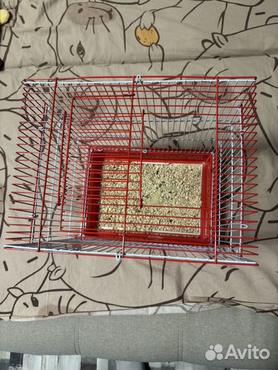 Попугай, крыса