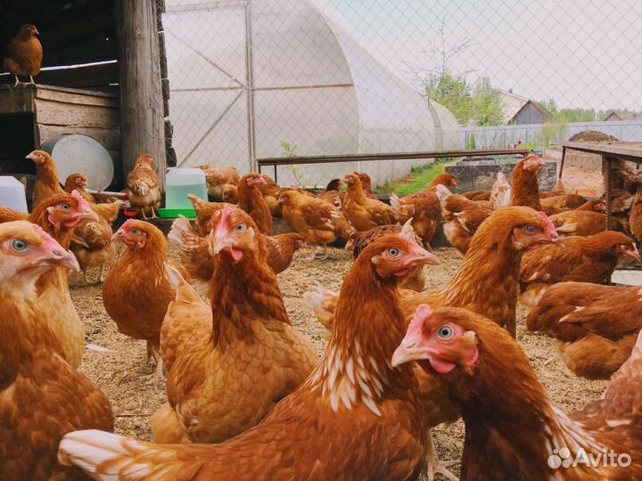 Куры несушки Ломан Браун