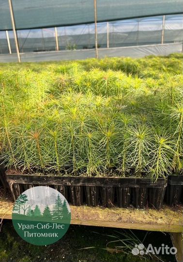 Сеянцы зкс Сосна окс Ель Лиственница Горная