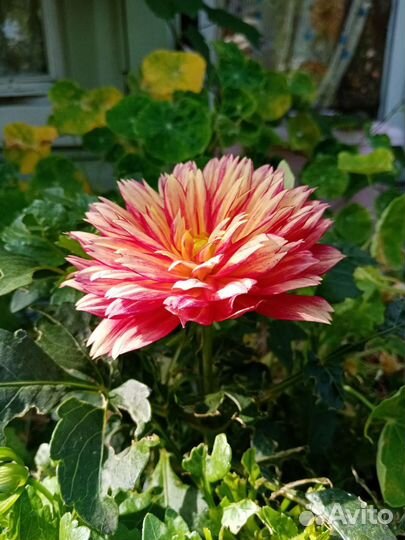 Георгины клубни