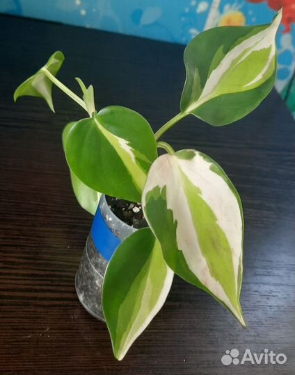 Филодендроны