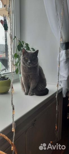 Кот британец