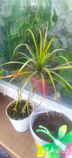 Комнатные цветы