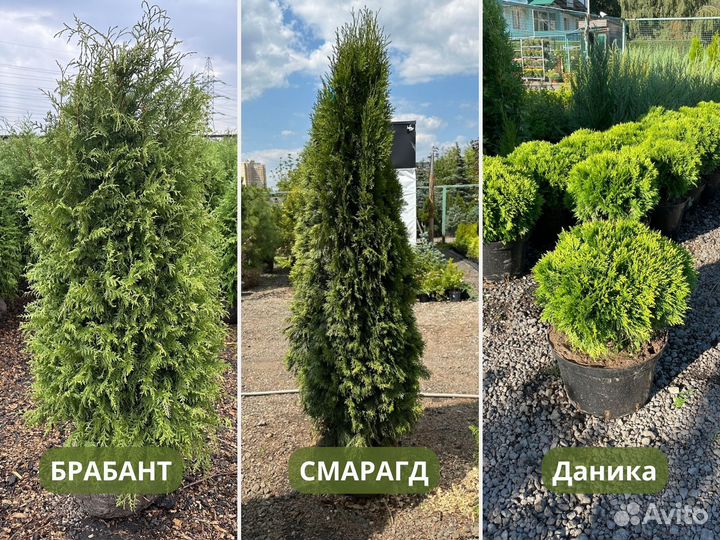 Туя Смарагд, Брабант, Даника