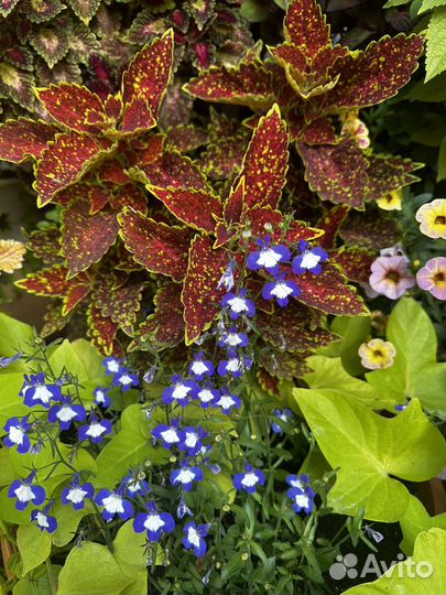 Колеусы вегетативные