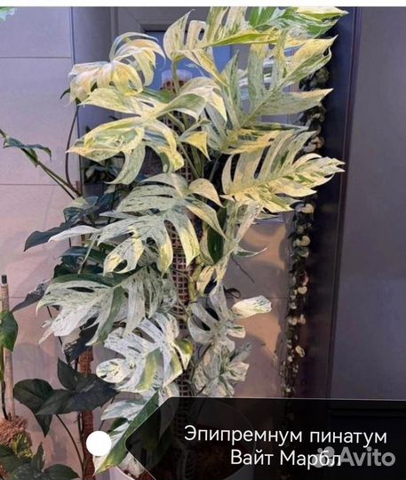 Эпипремнум Марбл Квин, вайт марбл