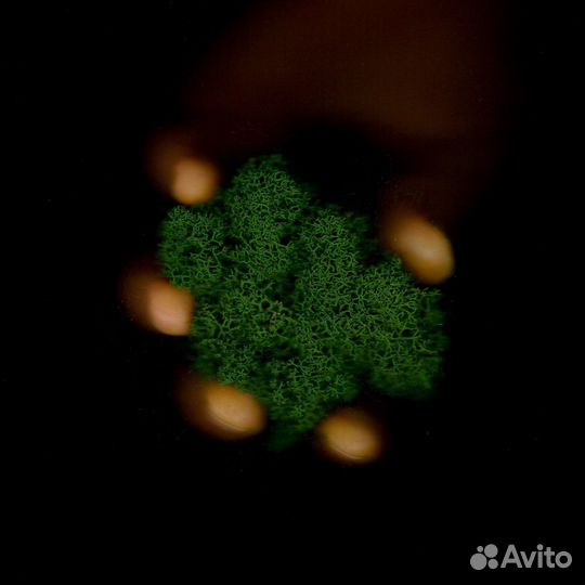 Стабилизированный мох, Тёмно-зелёный