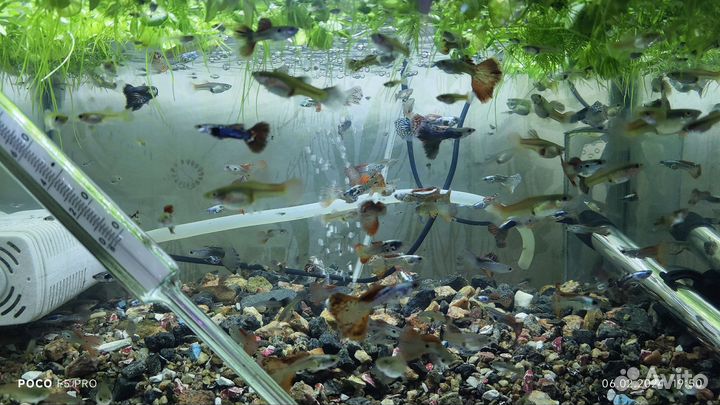 Аквариумные рыбки