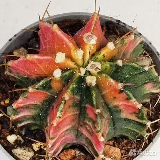 Gymnocalycium LB2178 Aqua Dulce hybrid