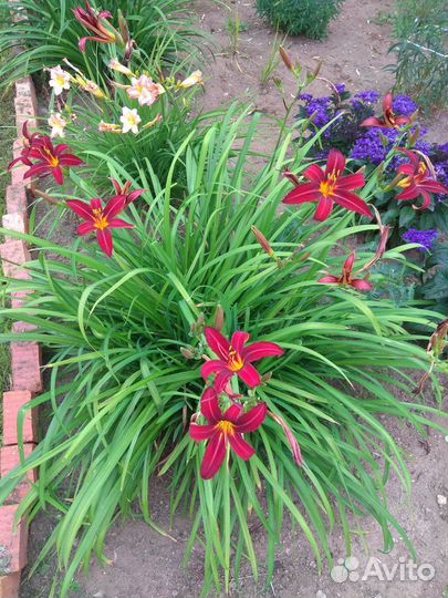 Многолетние растения для сада