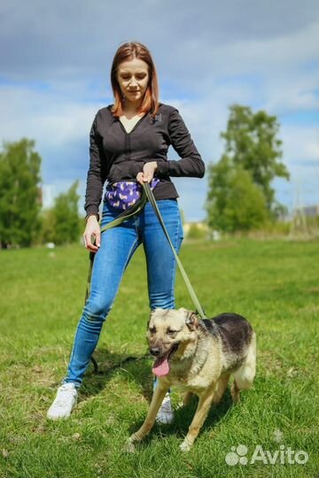 Приютите собаку из приюта