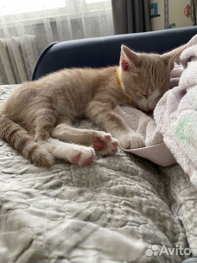 Котенок в добрые руки