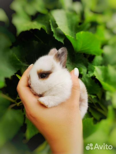 Декоративные крольчата