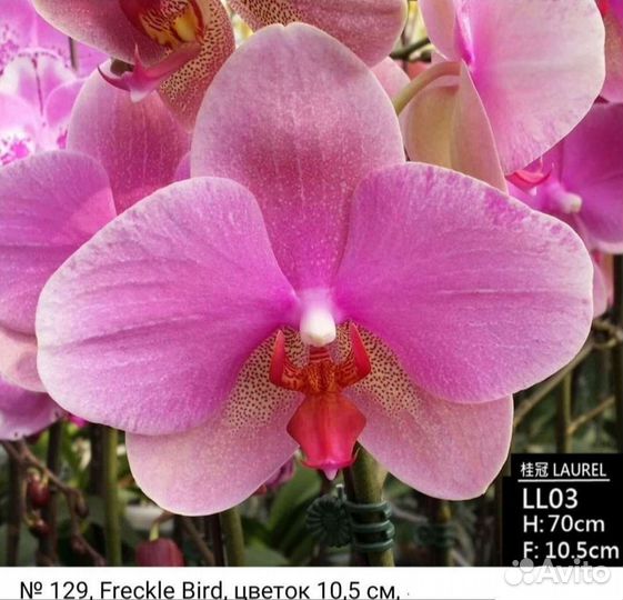 Орхидея Phal. Гиганты 13 см Цветок