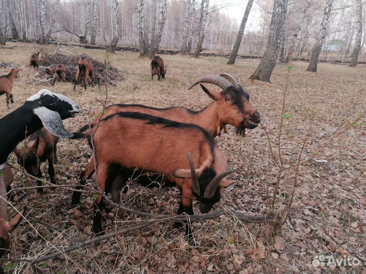 Козы дойные (Чешская коричневая короткошерстная)