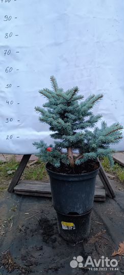 Ель голубая красивая (крупномер) для посадки