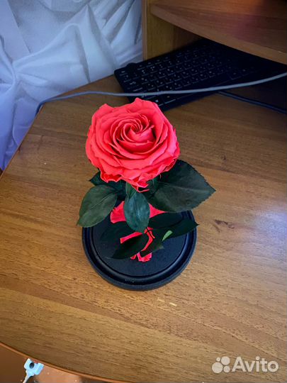 Настоящая роза в колбе