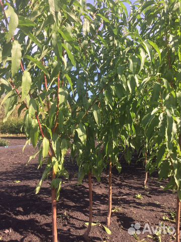 Продам саженцы плодовых деревьев