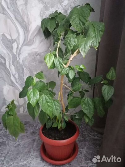 Гибискус китайская роза