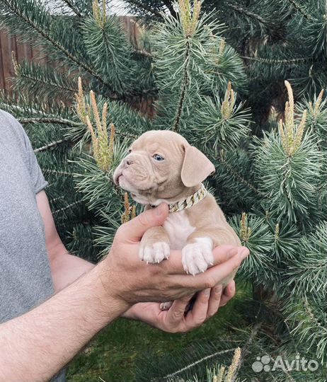 Американский булли мини 100