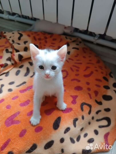 Кошки в добрые руки бесплатно