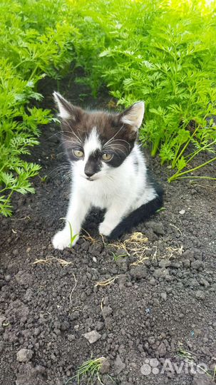 Котята
