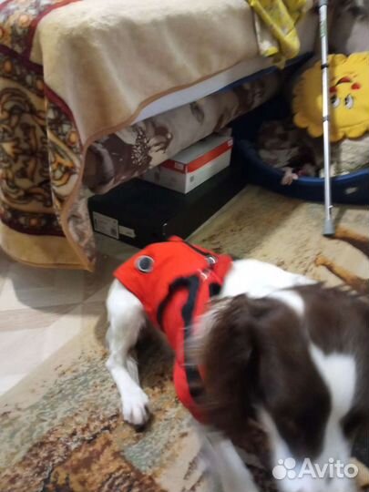 Одежда для собак