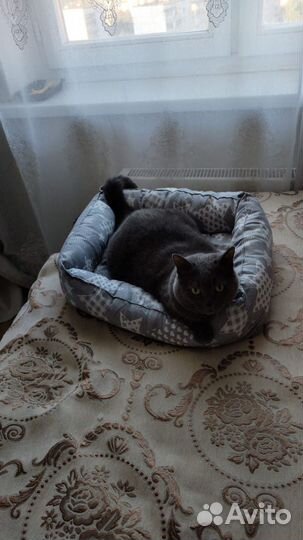 Кошка в дар