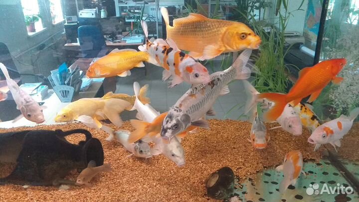 Карпы кои,караси кометы,малек,подростки,производит