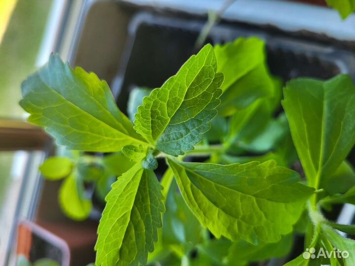 Липия сахарозаменитель