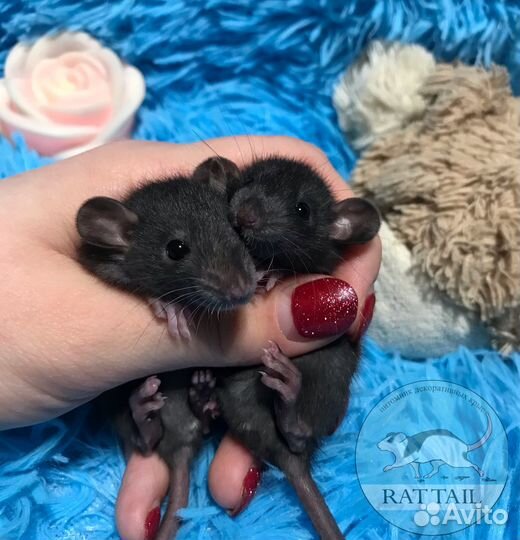 Крысята black Irish/self от заводчика. Крыса Дамбо