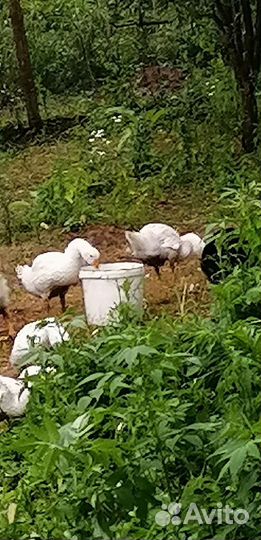 Гуси на племя