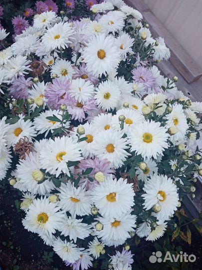 Хризантемы