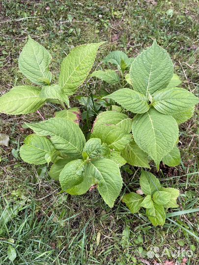 Гортензия крупнолистовая